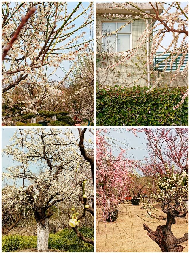 上海，仲去世紀公園？莘莊梅園靚到暈！