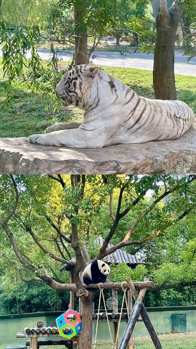 上海野生動物園避坑攻略出遊攻略