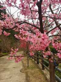 溫州櫻花園：初春的粉色夢境