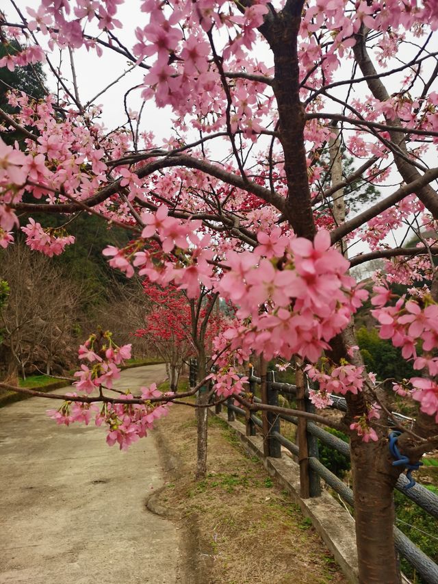溫州櫻花園：初春的粉色夢境
