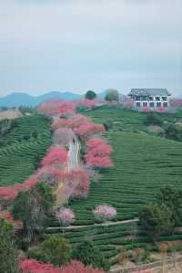 春日賞花｜藏在福建的「阿里山」是賞櫻勝地