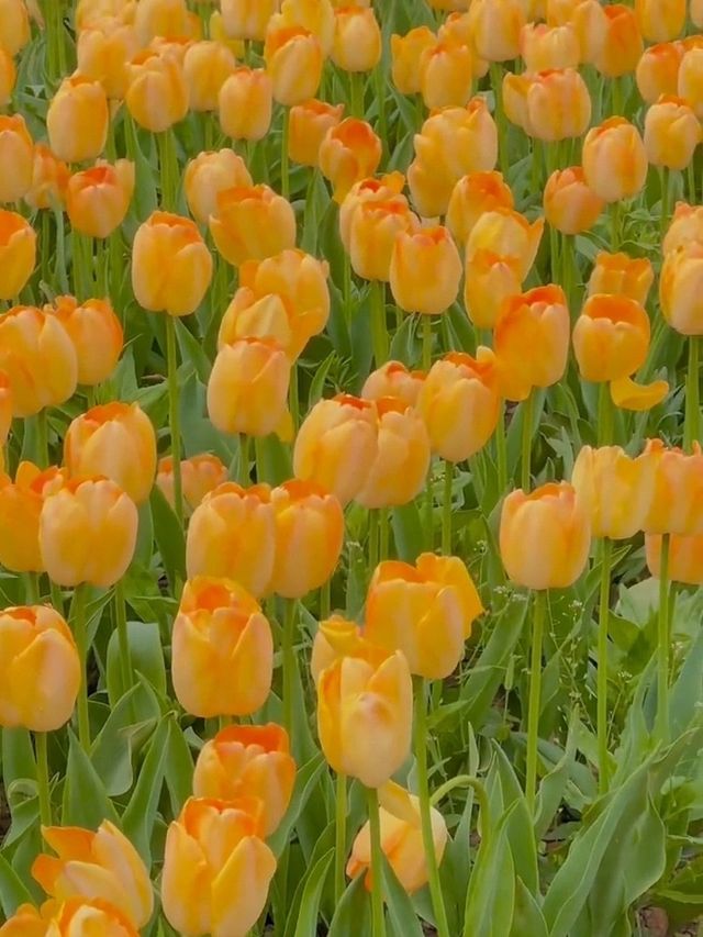春天的鹽城！現實版莫奈花園賞花攻略
