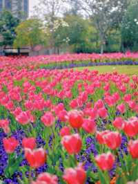 上海唯一玉蘭花鬱金香同框寶藏公園