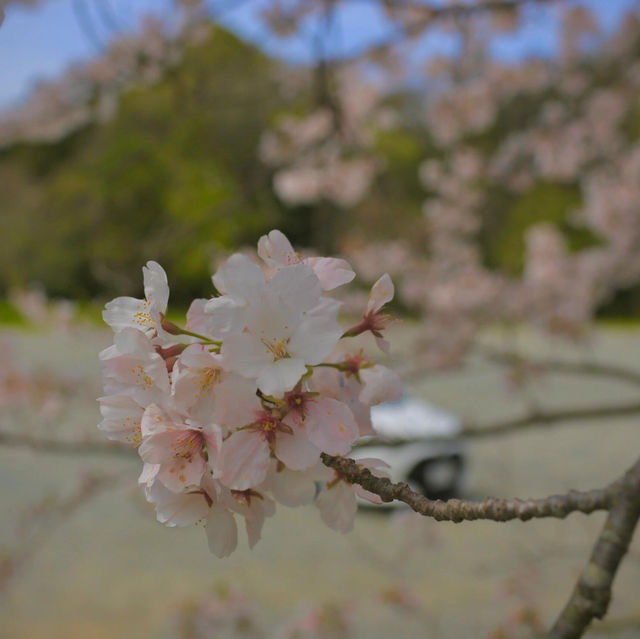 🌺福岡系島 | 被低估的隱藏寶藏景點