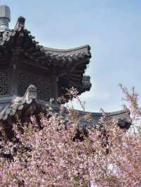 南京這個免費公園才是春日賞花天花板吧！