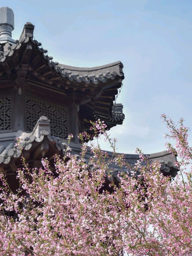 南京這個免費公園才是春日賞花天花板吧！