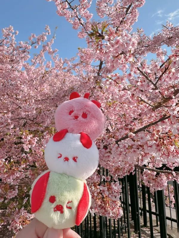 京都で楽しむ早春の桜