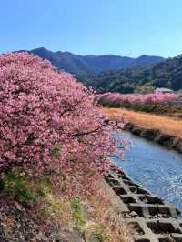 河津桜の美しさに感動！