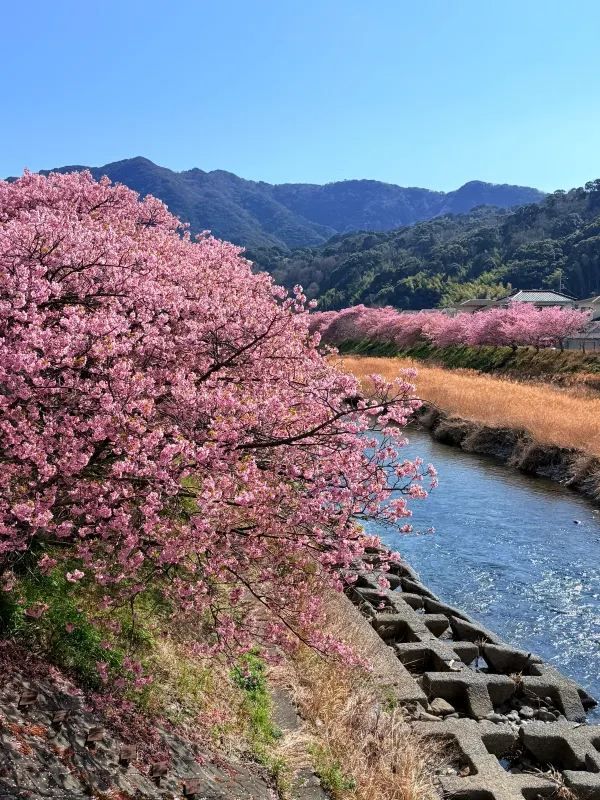 河津桜の美しさに感動！