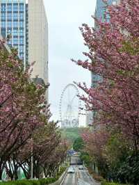 🌸觀山湖這條路，美到我想定居！（live圖