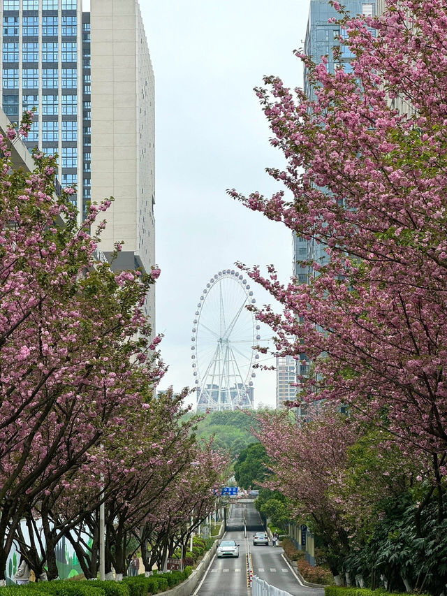 🌸觀山湖這條路，美到我想定居！（live圖
