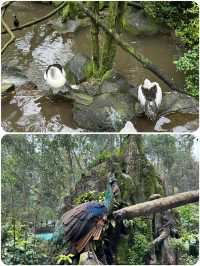 茂物野生動物園及周邊：雅加達人的週末玩樂寶典！