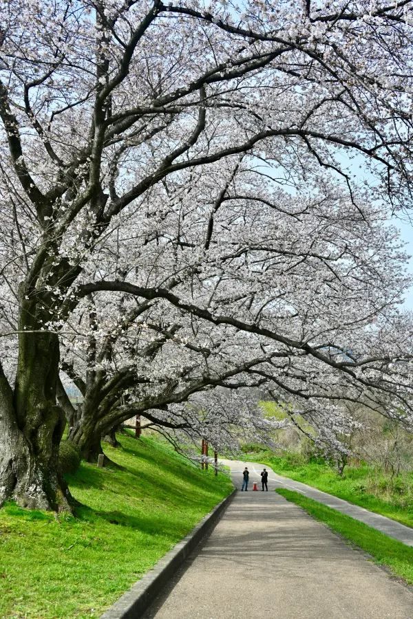 2024 Japan Cherry Blossom Season Summary (Recommendations and Avoidances)