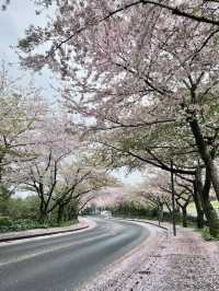 櫻映濟州，春行花海大道