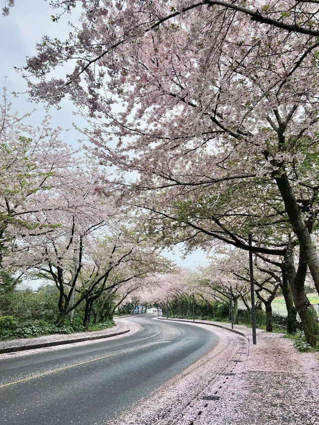 櫻映濟州，春行花海大道