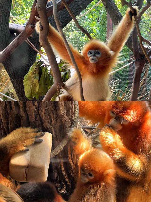 南京有座「動物烏托邦」，紅山森林動物園藏着多少治癒瞬間？