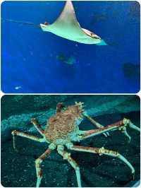 桃園Xpark水族館探秘攻略！親子遊玩好去處，美食購物兩不誤