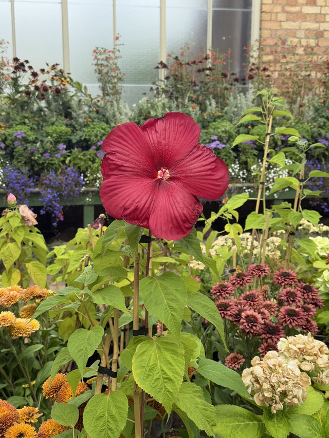 One Of The Best Free Things In Auckland, The Stunning Winter Gardens 