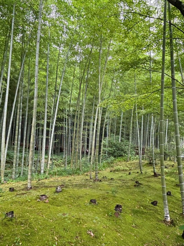 日本長者遊 超詳細攻略來啦