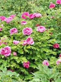 洛陽賞花攻略｜解鎖牡丹花海嘅隱藏玩法