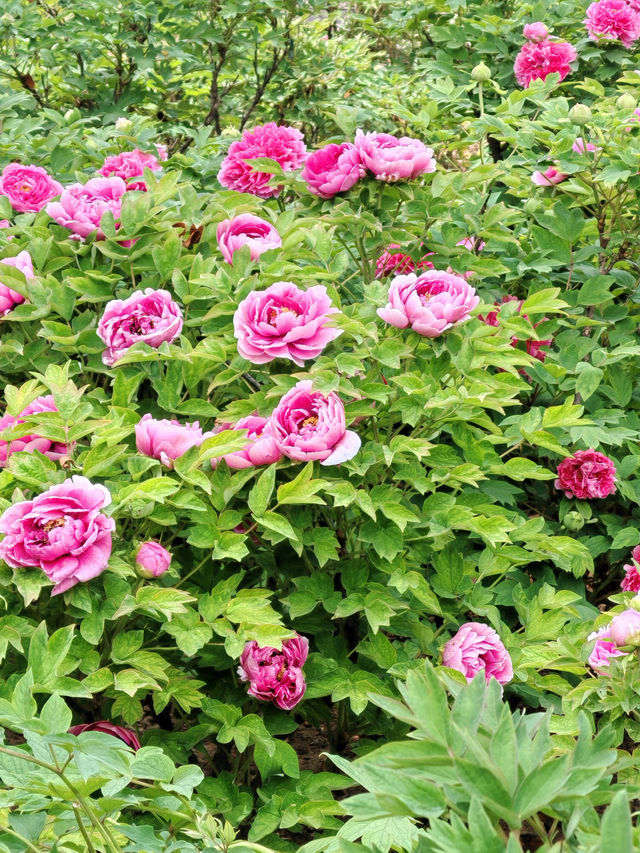 洛陽賞花攻略｜解鎖牡丹花海嘅隱藏玩法