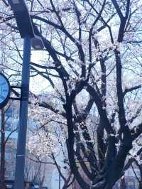 🌸春日限定 | 首爾石村湖浪漫櫻花季