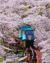白石川千櫻公園賞櫻全攻略