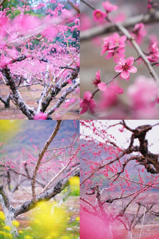 春日逃離城市計劃連州兩天一夜全攻略