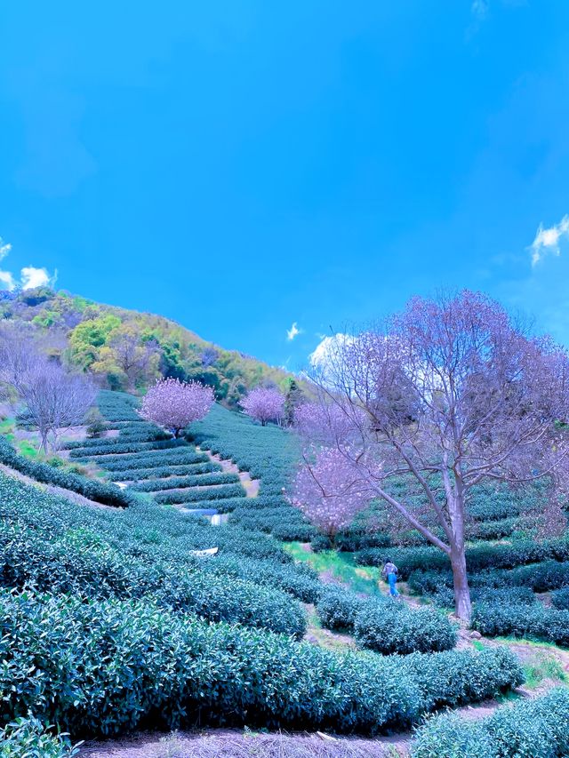 這春日的茶山晚櫻太治癒了