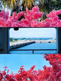 🌸伊江島賞櫻攻略：離島上的粉色浪漫✨