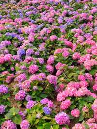 沙田石門河濱公園🌸粉色繡球花打卡