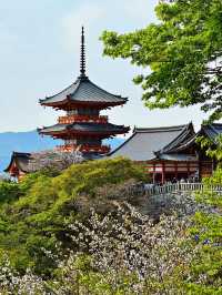 2025年清水寺櫻花季尾聲：春日的溫柔謝幕