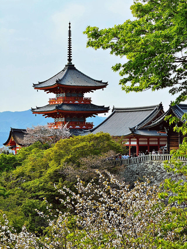 2025年清水寺櫻花季尾聲：春日的溫柔謝幕