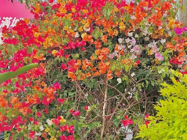 🌷香港花卉展 | 误入現實版莫奈花園