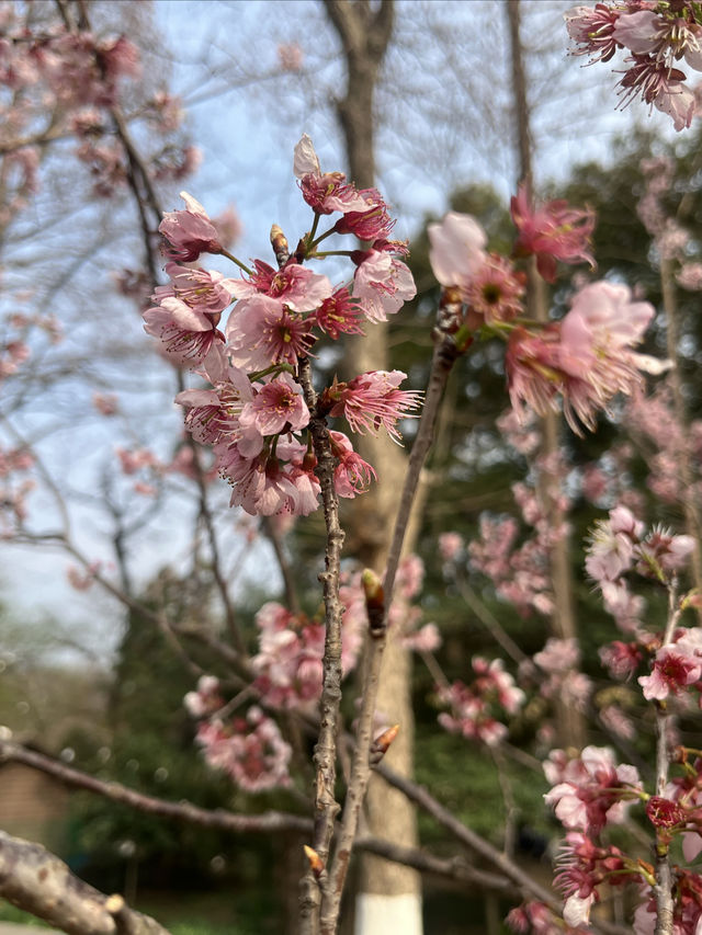 金陵春日賞櫻之旅，與爛漫櫻花海不期而遇