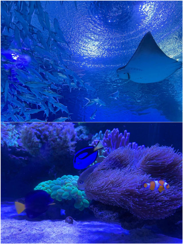 朋友圈問瘋了 在武漢找到了海底星空