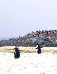 登陸南極龍尼島