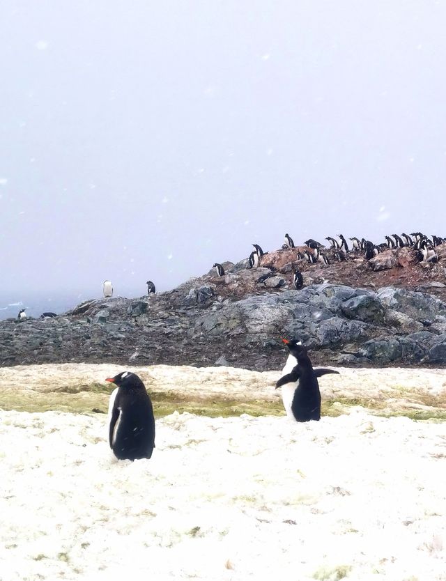 登陸南極龍尼島