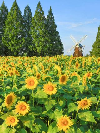 Dreamy Sunflower Fields at Yamanoue Agricultural Park in Kashiwa City, Chiba Prefecture