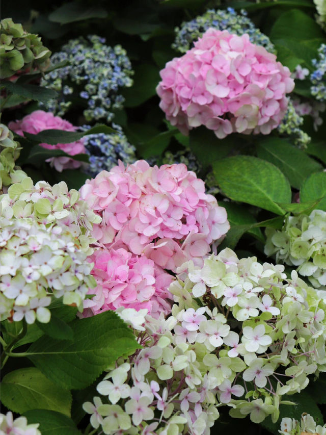 🌸濟州島山茶花之丘 | 繡球花的夢幻國度