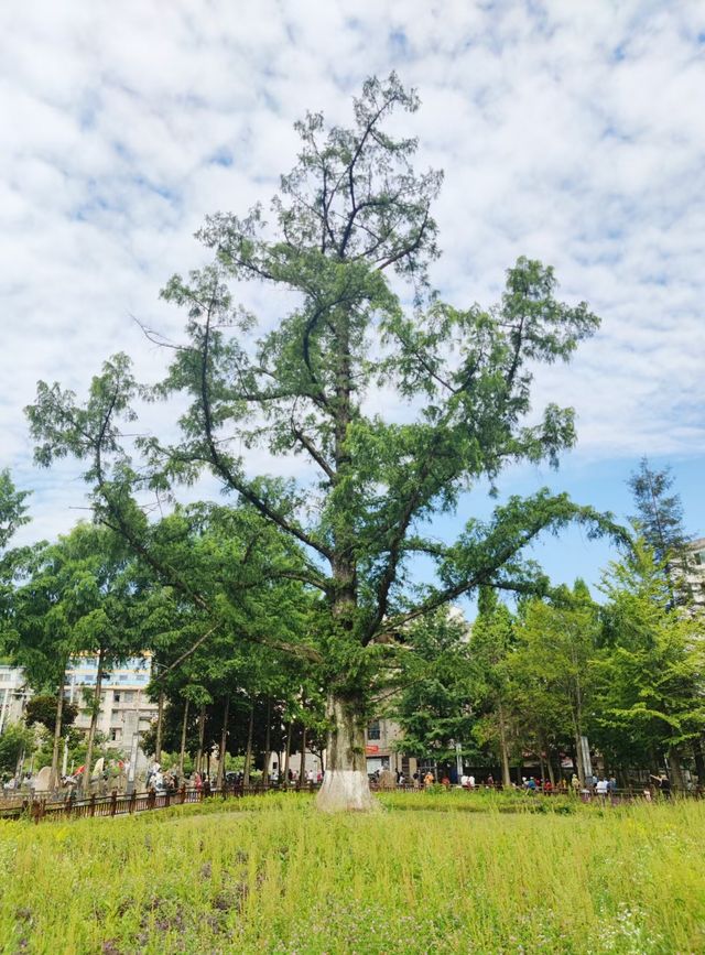 去利川蘇馬蕩，邂逅22℃嘅夏天