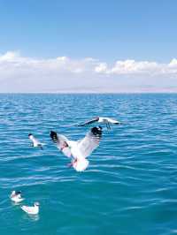遊玩青海湖，與海鷗共舞