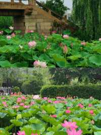 【宜賓李莊｜誤入荷花仙境的童趣大片】
