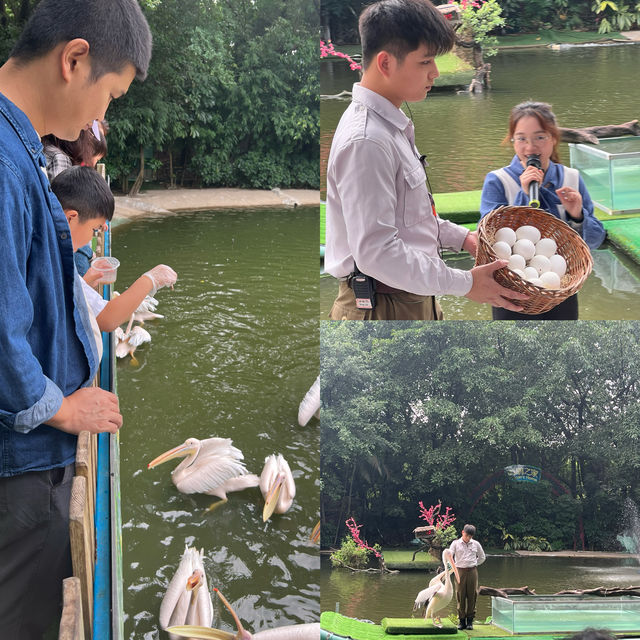 廣州長隆：與成群動物共度難忘親子週末