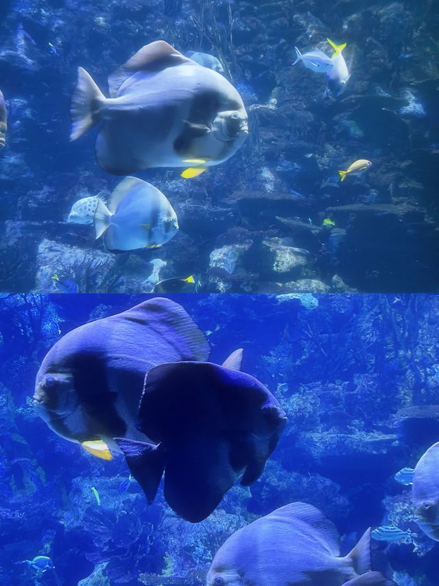 與海洋精靈共舞