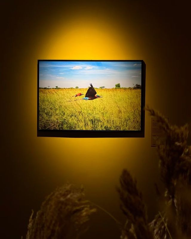 昆明新展！！BBC EARTH展覽超震撼！