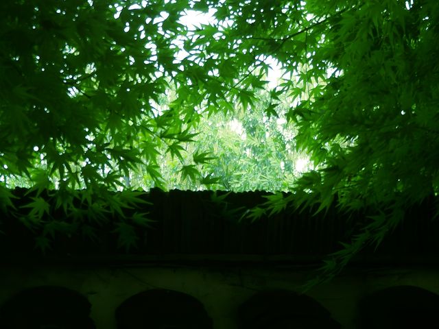 逸圃絕美中式園林