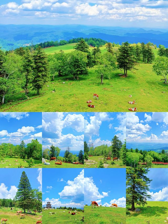 東北隱藏仙境！老禿頂草原治癒系高山草甸攻略