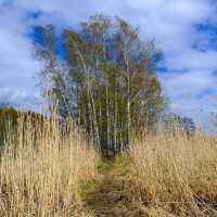 🌿 Lammassaari: Where Helsinki Meets the Swamplands