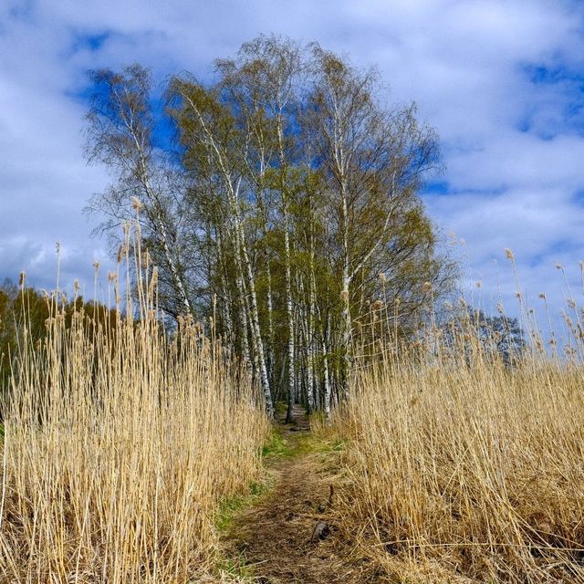 🌿 Lammassaari: Where Helsinki Meets the Swamplands